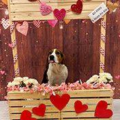 Kissing Booth Party