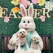 Easter Bunny Party