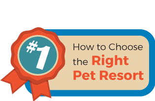 How to Choose the Right Pet Resort