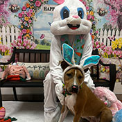Easter Bunny Visits