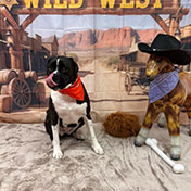 Wild Wild West